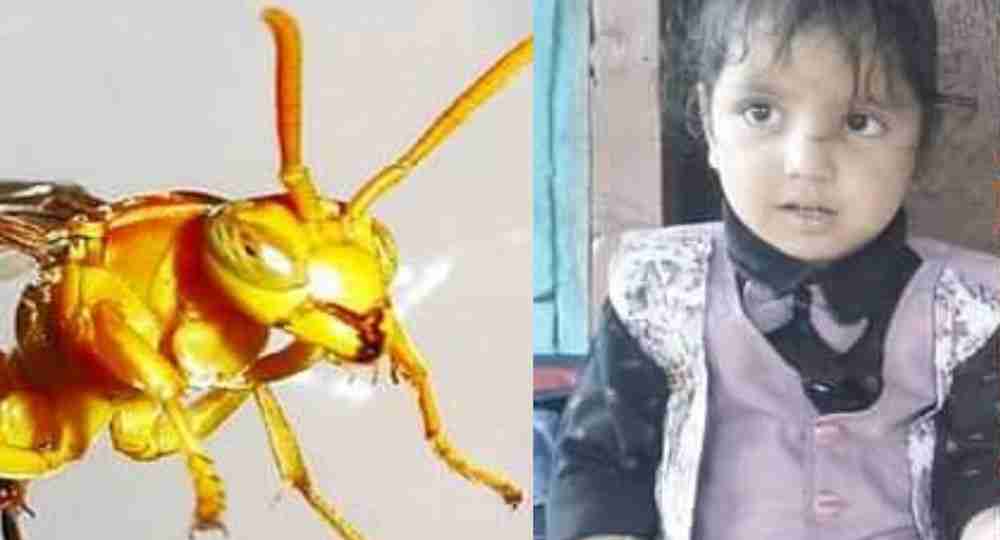 Tataiya attack Uttarkashi News