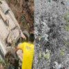 Rishikesh badrinath Highway Srinagar pauri garhwal truck accident