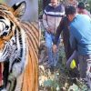 Ramnagar tiger attack today
