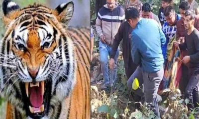 Ramnagar tiger attack today