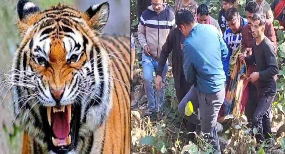 Ramnagar tiger attack today