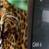 Almora leopard attack news today