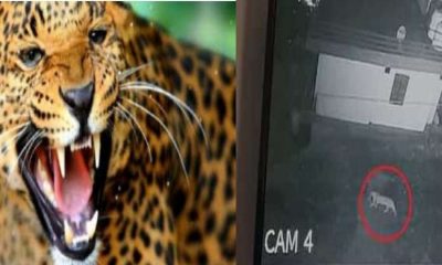 Almora leopard attack news today