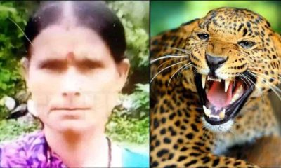 Shanti Devi Betalghat guldar attack today nainital news