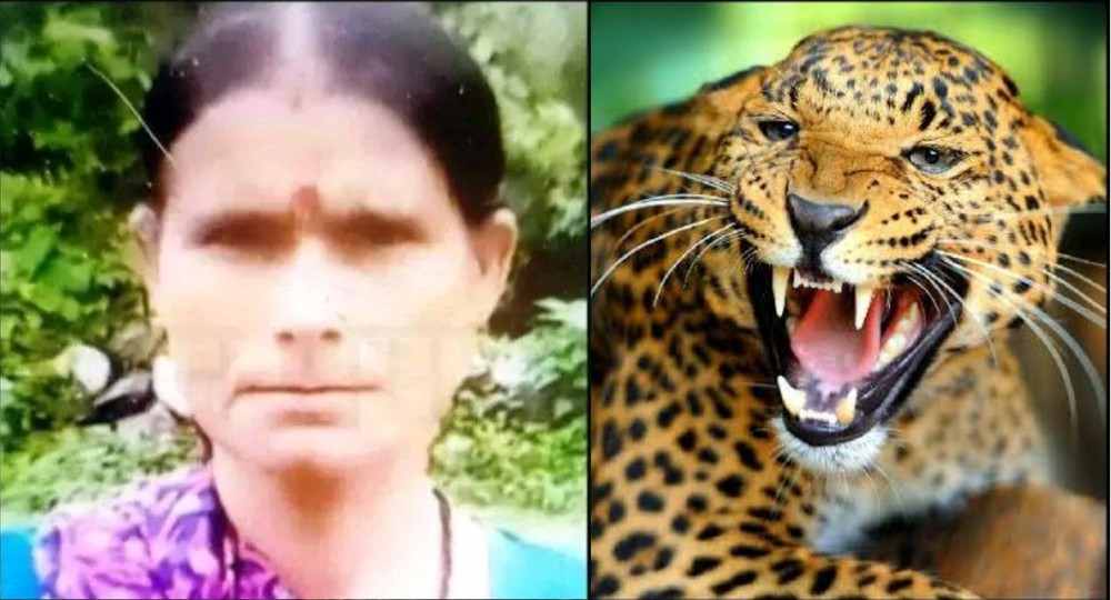 Shanti Devi Betalghat guldar attack today nainital news