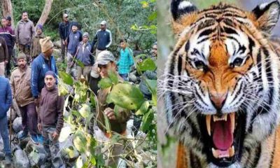 Ramnagar tiger attack today nainital latest news