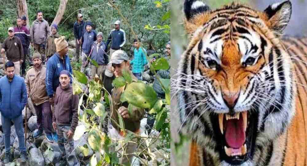 Ramnagar tiger attack today nainital latest news