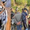 Ramnagar Nainital tiger attack news today