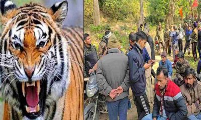Ramnagar Nainital tiger attack news today