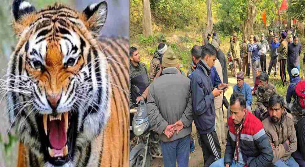 Ramnagar Nainital tiger attack news today
