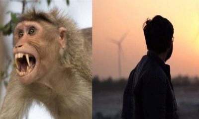 Tehri Garhwal monkey attack news live today