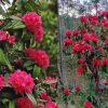 Buransh flower uttarakhand blooming in January