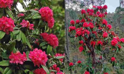 Buransh flower uttarakhand blooming in January