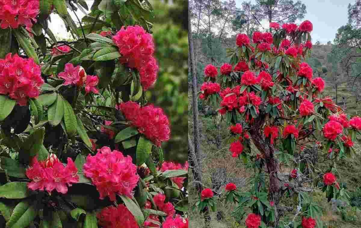 Buransh flower uttarakhand blooming in January