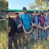 Ramnagar python rescue news today