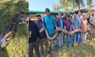 Ramnagar python rescue news today