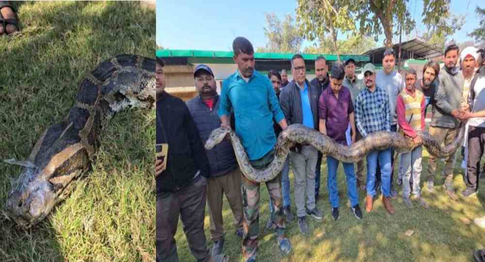 Ramnagar python rescue news today