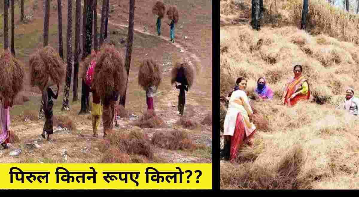 Uttarakhand Pirul price