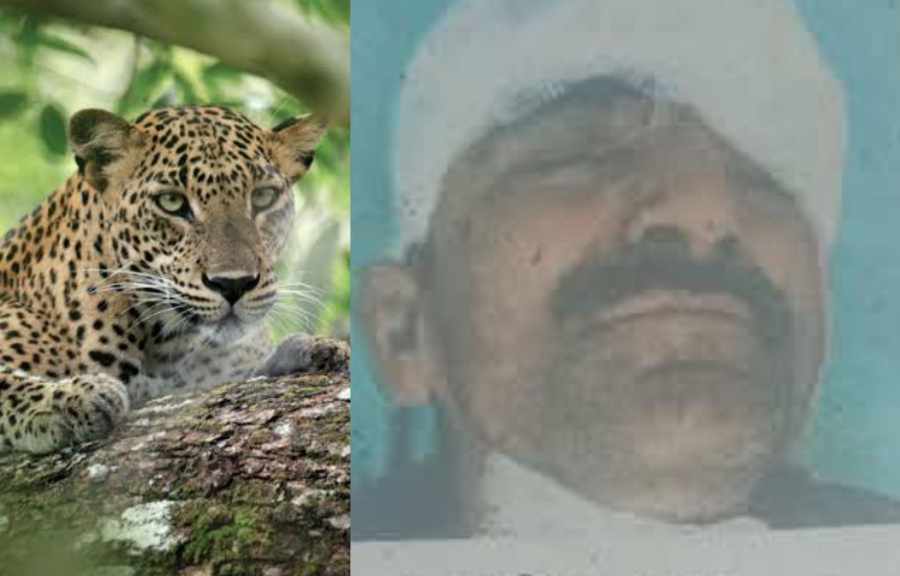 Uttarakhand news: almora tendua attack on janan singh bhandar gaon bagwalipokhar area by leopard