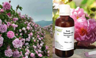 Dehradun News: Damask rose is giving self employment in Uttarakhand, the price of oil is Rs 13 lakh per liter