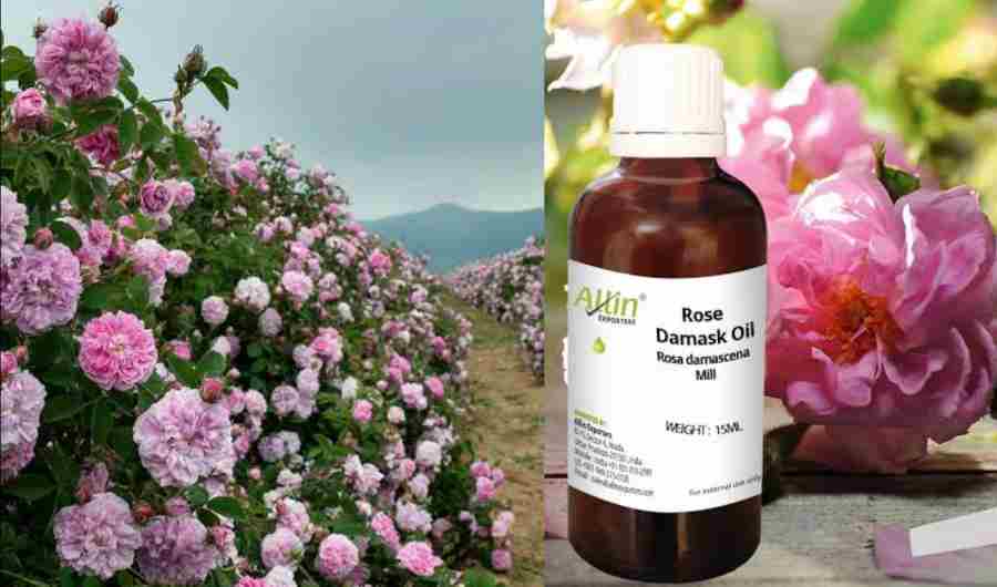 Dehradun News: Damask rose is giving self employment in Uttarakhand, the price of oil is Rs 13 lakh per liter