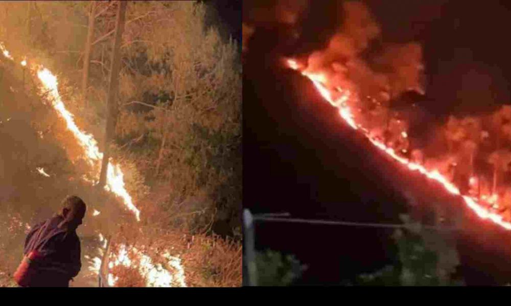 Champwat Forest Fire: , the wedding party set the forest on fire, a case has been registered