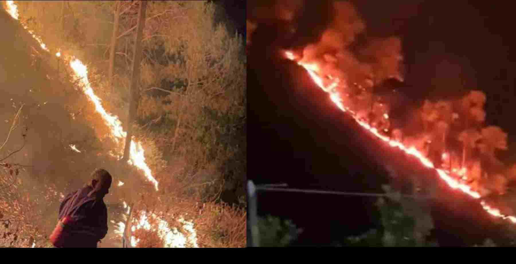 Champwat Forest Fire: , the wedding party set the forest on fire, a case has been registered
