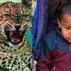 Uttarakhand News: Bageshwar kanda area Guldar attack on 4 year child