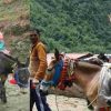 Rudraprayag: Ban imposed on the operation of horses and mules in Kedarnath Dham