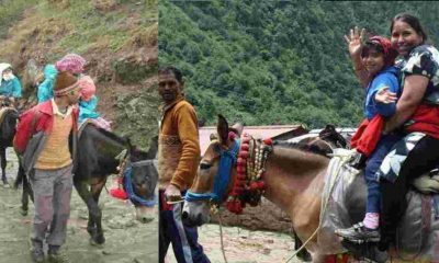 Rudraprayag: Ban imposed on the operation of horses and mules in Kedarnath Dham