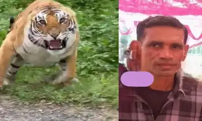 Ramnagar tiger attack today