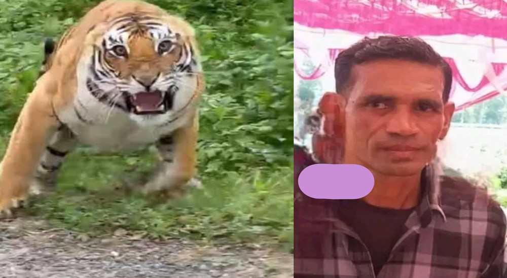 Ramnagar tiger attack today