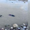 Rishikesh ganga river news