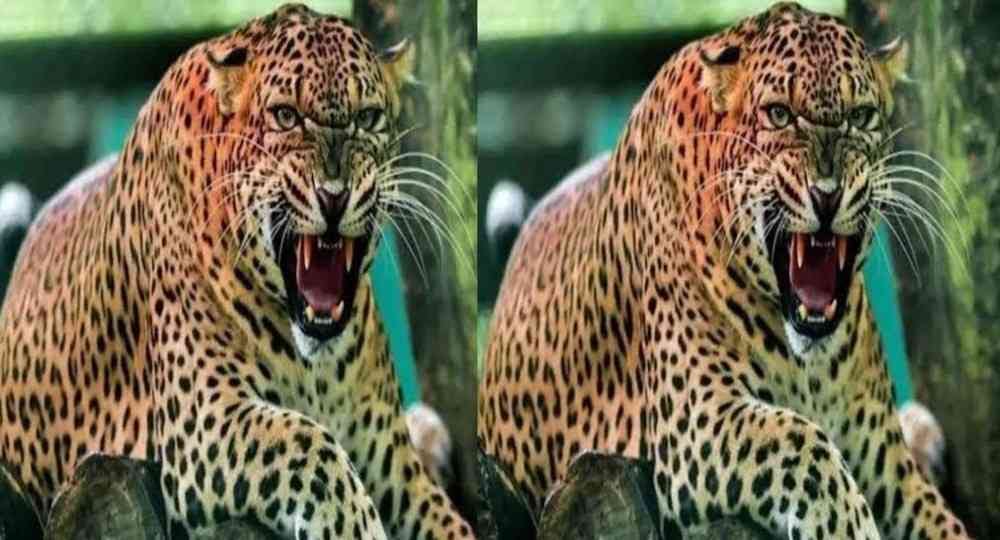 Uttarakhand news today: guldar attack Pithoragarh khatima.