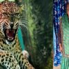 Haldwani leopard attack today