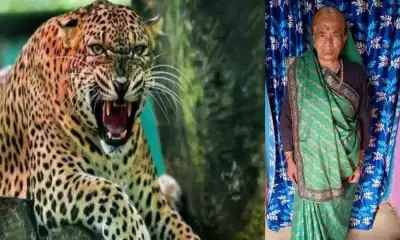 Haldwani leopard attack today