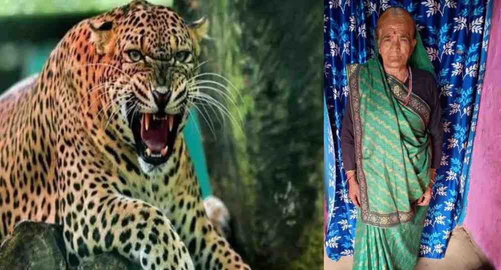 Haldwani leopard attack today