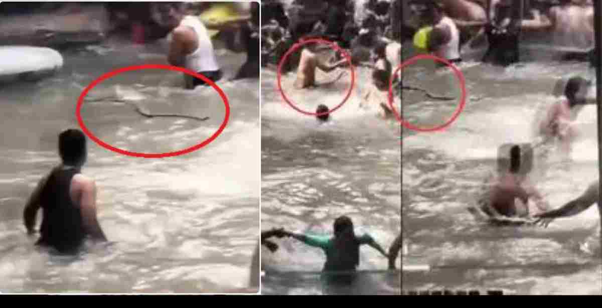 Mussoorie kempty fall News: Snake created panic while bathing