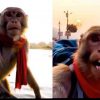 Uttarakhand: Haridwar News Today Live monkey vlogger famous globally