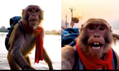 Uttarakhand: Haridwar News Today Live monkey vlogger famous globally