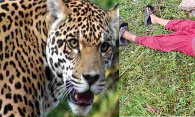 Uttarakhand news: Pauri Garhwal Guldar attack in kotdwar area women lost Life