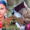 Tehri Garhwal: pratapnagar leopard attack child playing in the courtyard, his mother saved From Guldar