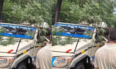 Uttarakhand news today : rain tree fell into bolero one died dehradun accident.
