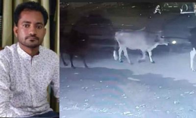 Haldwani News Update: Ankit Kirola was killed by animals in ..
