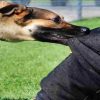 Pithoragarh news update : class 6th student died after being bitten by a dog in batedi area