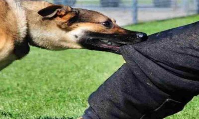 Pithoragarh news update : class 6th student died after being bitten by a dog in batedi area