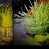 Uttarakhand festival : when will harela be harvested??? method of sowing Harela
