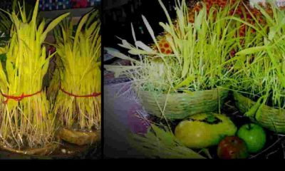 Uttarakhand festival : when will harela be harvested??? method of sowing Harela