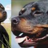 Uttarakhand news: Dangerous Rottweiler dogs attacked a woman in Dehradun Rajpur area