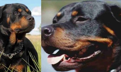 Uttarakhand news: Dangerous Rottweiler dogs attacked a woman in Dehradun Rajpur area